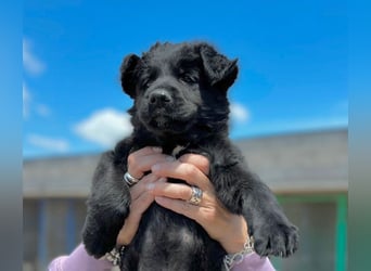 Bodhi - Neues Jahr, neues Glück? (67489 Kirrweiler)