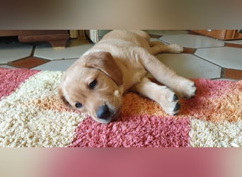 Labrador Welpen Hündinnen / Rüde in Fox- red - USA Line