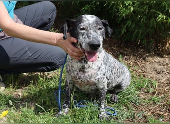 Zauro, Mix Bobtail / Briard / Cattle Dog, lieb und sozial
