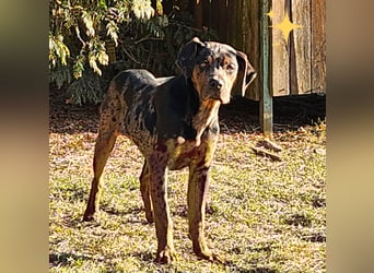 Louisiana Leopard - Catahoula