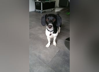 Bo ist ein Spaniel- Dackel Mix