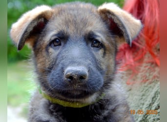 Dunkelgraue Schäferhunde aus Kör-u.Leistungzucht