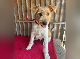 ❤️ superlieber Familienhund FLIP - 1,5 Jahre, 45cm - Foxi-Mix