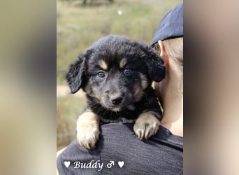 Buddy und Bernie suchen ein Zuhause
