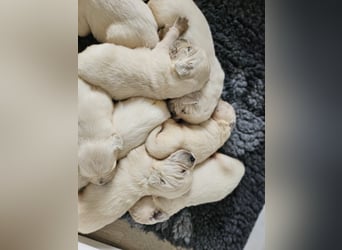 Golden Retriever Welpen aus verantwortungsvoller Zucht