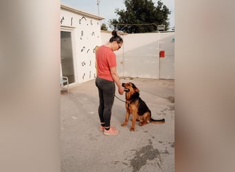 Schäferhund Mix Scooby