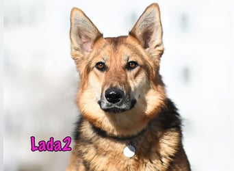 Lada2 10/2023 - ausgeglichene und gehorsame, traumhafte Hündin!