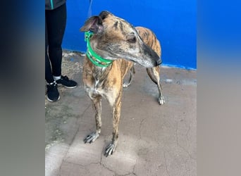 Wally, einfühlsamer verschmuster zugänglicher Galgo Mann