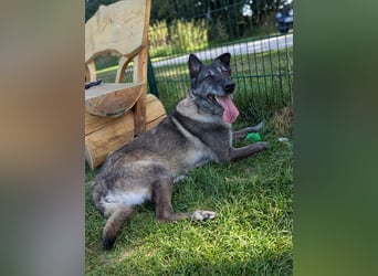Nelson ein toller Hollandse Herder Mix