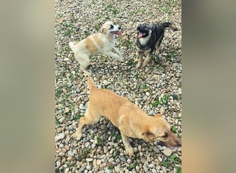 LEILA sucht eine Familie