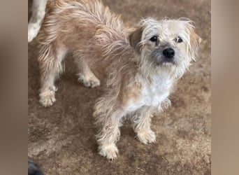 Lina, Malteser-Terriermischling, geb. 2022, freundliche Wuschelmaus sucht Zuhause