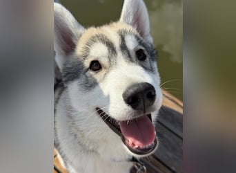 Not just a siberian husky boy - a soulmate on four paws