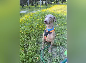 Vaiana – eine sanfte Weimaraner-Hündin