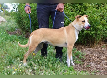 Goma, Labrador-Mix, lieb und sozial