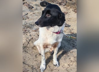 Sanfte Hündin Velta❤️aus Russland sucht liebevolles Zuhause - Pflegestelle oder Endstelle gesucht