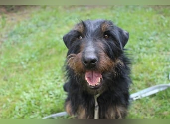 Speedy, Jagdterrier, geb, 2021, zuckersüße Sportskanone su. aktive Besitzer