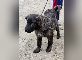 Wunderschön gestromtes Hundekind *Yanu* sucht sein Zuhause für immer
