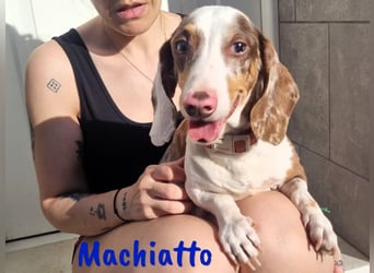 Machiatto 06/2021 (ESP) - verspielter, ausgeglichener und sozialer Dackel!