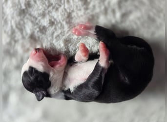 Whippet Welpen suchen liebevolle Familien