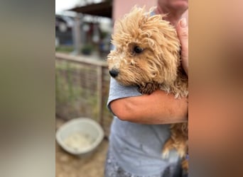 Ariko, verspielter Maltipoo Welpe geb. 2025