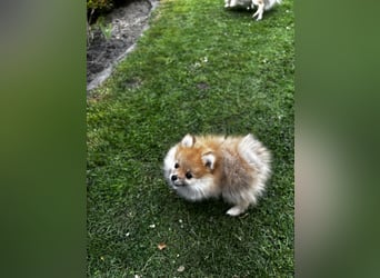 Zwergspitz  Pomeranian