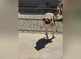 Die liebenswerte BOUNTY sucht ihr Zuhause!