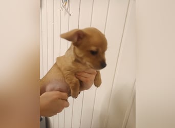 Süße Chorkie-Welpen black and tan & beige MIX !!!