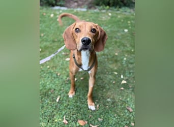 lieber Bracke Mischling Josh sucht ein Zuhause, Jagdhund, Posavski Gonic