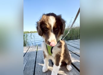 1 kleine Australian Shepherd Hündin( Welpe) braun/redtri (Minimix/Reinrassig)+ Gesundheitszeugnis