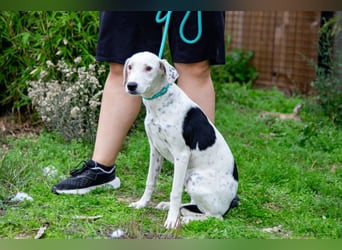 Sofia  - Mix Pointer / Dalmatiner, lieb und verträglich