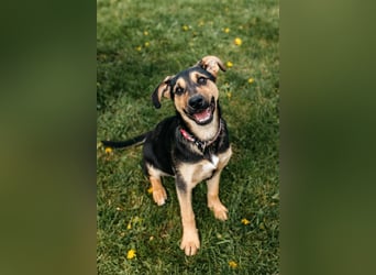 Neugierige BRUNYA sucht eine liebevolle Familie