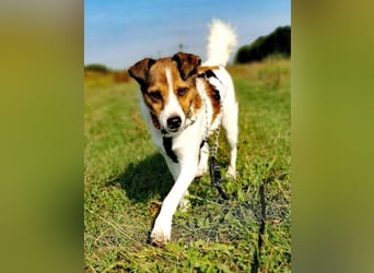Barney – toller Bub mit viel Potenzial – wartet in PLZ 12683 Berlin-Biesdorf