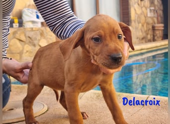 Delacroix geb. 11/2022 (in Deutschland) - NOTFELLCHEN sucht DRINGEND sichere Bleibe!