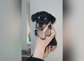 Süße Chorkie-Welpen black and tan & beige MIX !!!