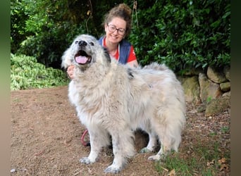 Jereld - Hund mit Sommersprossen sucht seine Familie
