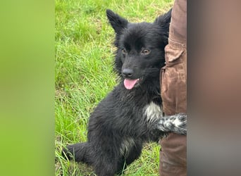 Zoya, geboren 25.09.2024, 40cm sucht ihr Zuhause