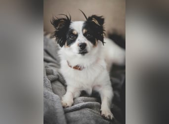 winzige süße Chihuahua Mischlings-Hündin Lotti sucht eine Familie