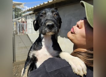 Calliope: sie hat soviel Liebe zu geben