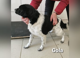 Gola, klein, sehr hübsch mit tollem Charakter PS 49143 Bissendorf