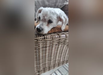 Zwergpudeldame Suzy