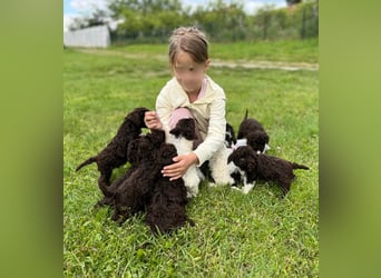 Lagotto Romagnolo, Welpen von ausgezeichneter Qualität