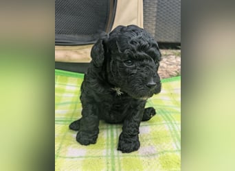 Toypudel Zwergpudel Welpen, garantiert tolle Welpen ab Juni 25