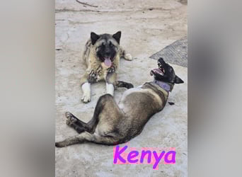Kenya 10/2024 (ESP) - lebensfrohe und liebevolle, wunderschöne Malinois Junghündin!