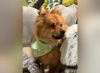 Bella SR - bezaubernder Schatz sucht Zuhause!
