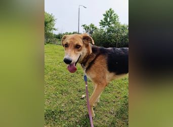 Dringend Pflegestelle oder neues Zuhause für Lemmy gesucht! (38820 Halberstadt)