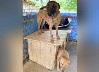 Entzückende RONJA träumt von einem Für-Immer-Zuhause