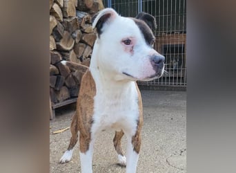 Momo ❤️ loyal, verschmust sucht Zuhause!