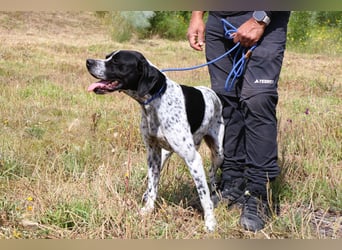 Pintas, Englischer Pointer, lieb und verträglich
