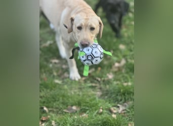 8 Labrador Retriever Rhodesian Ridgeback Welpen in Sonderfarbe seal
