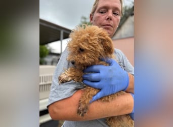 Ali, verspielter Maltipoo Welpe geb. 2025